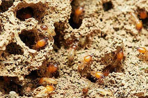 Timber Pest Inspection Report